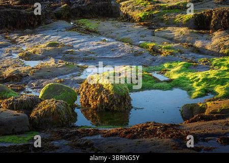Hazy Golden Hour a Seaton Sluice Beach, Northumberland, luglio 2025 Foto Stock