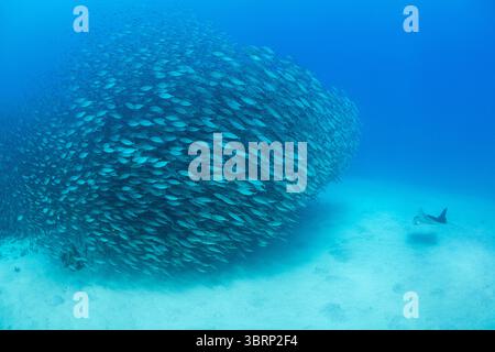reef manta ray, Mobula alfredi o Manta alfredi, nuota verso la scuola di akule o bigeye scad, Selar crumenophthalmus, Keauhou Bay, Kona, Hawaii, STATI UNITI Foto Stock
