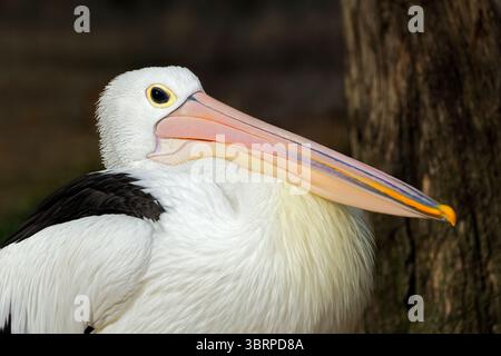 Ritratto di un grande pellicano australiano (Pelecanus conspicillatus), Australia meridionale Foto Stock