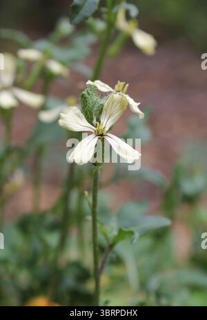 Fiore bianco su una pianta di rucola (Eruca sativa) in un giardino produttivo Foto Stock