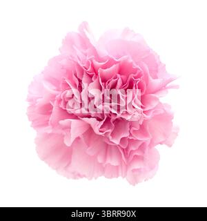 Fiori di garofano di Equador, in colori insoliti Foto Stock