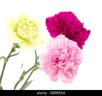 Fiori di garofano di Equador, in colori insoliti Foto Stock