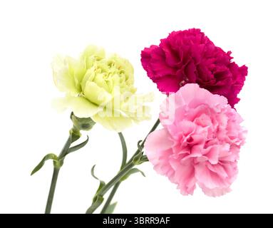 Fiori di garofano di Equador, in colori insoliti Foto Stock