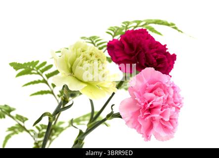 Fiori di garofano di Equador, in colori insoliti Foto Stock