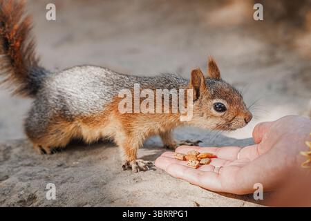 Lo scoiattolo rosso prende con impazienza il cibo da una mano in un parco, assaporando una giornata di sole e creando un delizioso momento di connessione Foto Stock