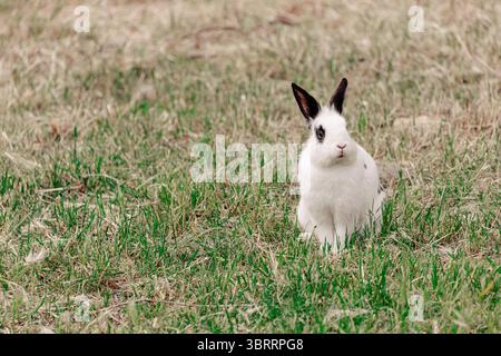 Piccolo coniglio bianco con macchie nere seduto piacevolmente su una lussureggiante erba verde, godendosi il calore della primavera in un prato vibrante Foto Stock