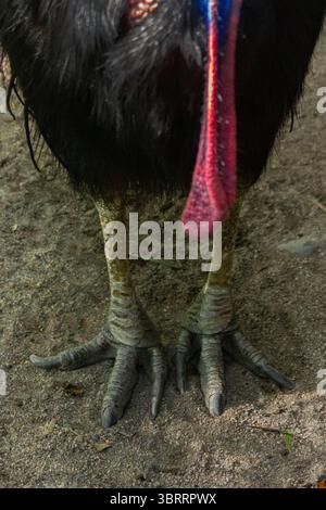 Primo piano Ritratto di una cassetta. Raro uccello simile a dinosauro dall'Australia e dalla nuova Guinea | l'uccello più pericoloso e colorato del mondo senza volo. AUS Foto Stock