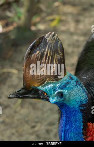 Primo piano Ritratto di una cassetta. Raro uccello simile a dinosauro dall'Australia e dalla nuova Guinea | l'uccello più pericoloso e colorato del mondo senza volo. AUS Foto Stock