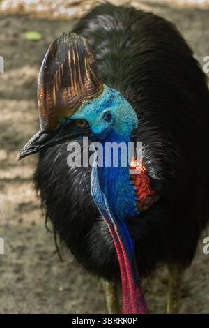 Primo piano Ritratto di una cassetta. Raro uccello simile a dinosauro dall'Australia e dalla nuova Guinea | l'uccello più pericoloso e colorato del mondo senza volo. AUS Foto Stock