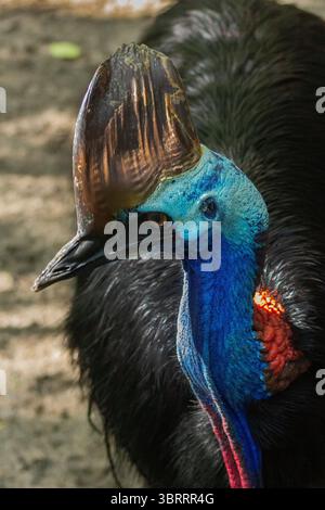 Primo piano Ritratto di una cassetta. Raro uccello simile a dinosauro dall'Australia e dalla nuova Guinea | l'uccello più pericoloso e colorato del mondo senza volo. AUS Foto Stock