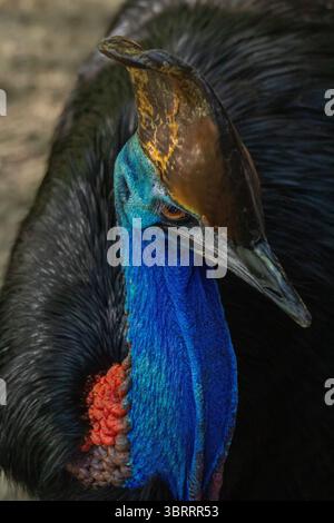 Primo piano Ritratto di una cassetta. Raro uccello simile a dinosauro dall'Australia e dalla nuova Guinea | l'uccello più pericoloso e colorato del mondo senza volo. AUS Foto Stock