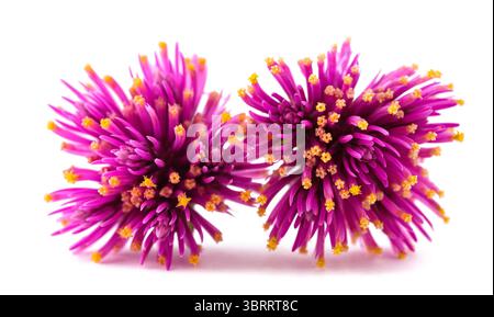 Fiori di amaranto globo isolati su sfondo bianco Foto Stock