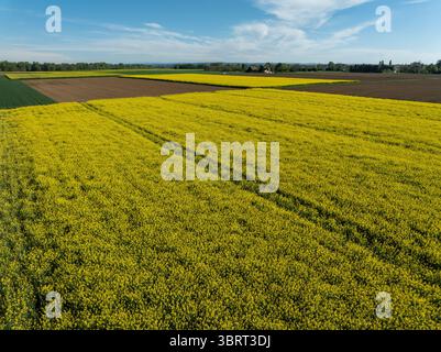 Vista aerea dei campi dorati di canola accostati a terra scura e macchie verdi sotto un cielo luminoso, creando un vivace paesaggio di mosaici a Wittenheim, Grand Est, Francia. Foto Stock