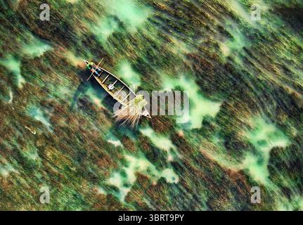 Vista aerea di una barca solitaria che attraversa l'acqua, circondata da una fitta foresta acquatica, creando un affascinante contrasto di texture e colori, Sirajganj, Rajshahi Division, Bangladesh. Foto Stock
