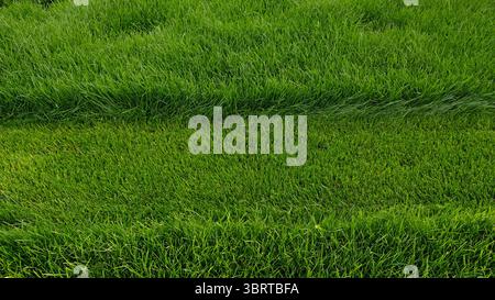 Falciare il prato sovrastato, parte dell'erba è stata tagliata. Contrasto di erba verde vibrante, con sezione perfettamente falciata accanto all'area coltivata. Foto Stock