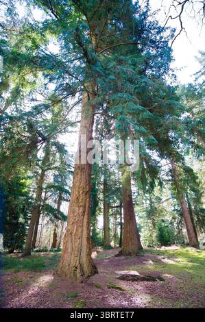 Sequoie della California nella New Forest, Inghilterra meridionale Foto Stock