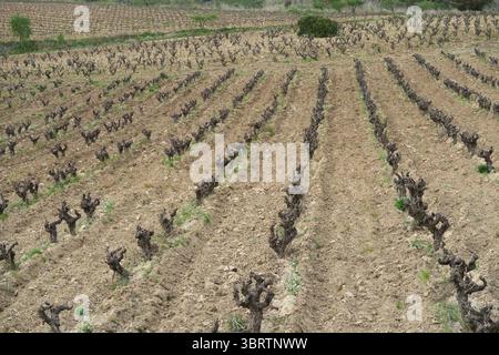 Campi di coltivazione della vite Foto Stock