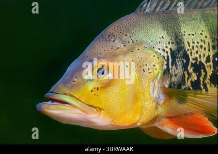 Cichla monoculus Weibchen Foto Stock