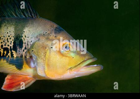 Cichla monoculus, Kammbuntbarsch Foto Stock