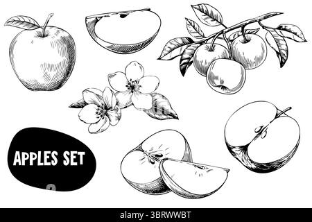 Una collezione di mele trafilate a mano, tra cui mele intere, fette di mele e fiori di mele. Le illustrazioni sono dettagliate e mostrano varie mele Illustrazione Vettoriale