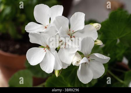 primo piano di un geranio bianco al chiuso Foto Stock