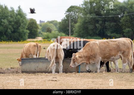 Dorney, Buckinghamshire, Regno Unito. 14 luglio 2025. Il bestiame beve l'acqua da una vasca d'acqua su un Dorney Common essiccato a Dorney, nel Buckinghamshire. L'onda di calore in corso sta avendo un impatto negativo sulle aziende agricole. L'erba normalmente rigogliosa di Dorney Common si è trasformata in erba secca di tinder. Crediti: Maureen McLean/Alamy Live News Foto Stock