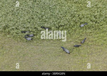 26 marzo 2019, Orlovka Village, reni Raion, Ode, Ucraina, Europa orientale: VILLAGGIO DI ORLOVKA, RENI RAION, ODESSA OBLAST, UCRAINA - 1 SETTEMBRE 2020: veduta aerea - bisonti d'acqua nelle canne. (Immagine di credito: © Andrey Nekrasov/ZUMA Wire) Foto Stock