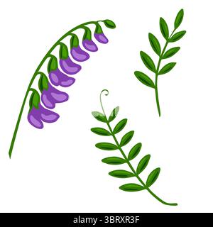 Una vivace illustrazione vettoriale con un fiore di vecchietto con fiori viola e due rametti verdi stilizzati, perfetti per i disegni botanici e per il design Illustrazione Vettoriale