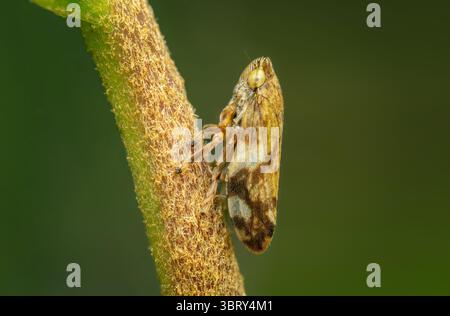 Meadow Froghopper appeso su uno stelo con sfondo verde e spazio di copia Foto Stock