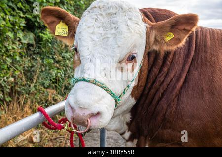 Stithians, Cornovaglia, Regno Unito. 14 luglio 2025. Lo spettacolo Stithians è andato avanti oggi nonostante le forti piogge. Il più grande spettacolo agricolo di un giorno della Cornovaglia, offre un assaggio tradizionale della vita rurale. Lo Stithians Show ha qualcosa per tutti: Mostre e dimostrazioni, animali, fiera, veicoli d'epoca, cibo e artigianato e una vasta scelta di negozi, dalle fiere e dai produttori locali. Crediti: Keith Larby/Alamy Live News Foto Stock
