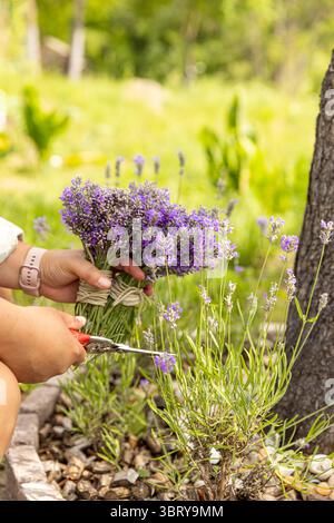 Giardiniere che raccoglie fiori di lavanda in un bellissimo giardino Foto Stock