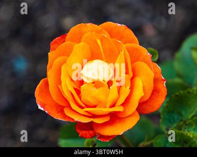 Doppio fiore di rosa, fragrante, floribunda, rosa "Super Trouper", rosa dell'anno 2010 Foto Stock