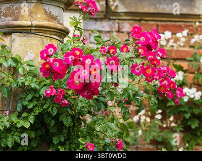 Fiori estivi rosa scuro della robusta rosa arrampicata, Rosa "Compassion" Foto Stock