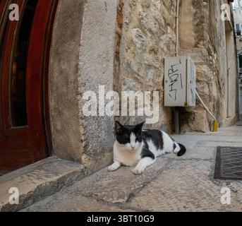 Spalato, Croazia - 8 settembre 2023: Un gatto bianco e nero sale in un vicolo mentre i turisti camminano, in cerca di ombra e riposo dal caldo. Foto Stock
