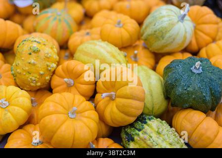 Una vivace pila di mini zucche in varie sfumature di arancio e verde. Sfondo autunnale. Foto Stock