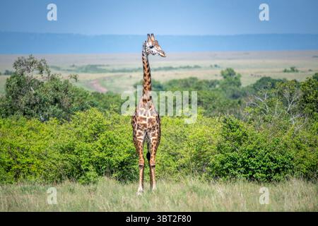 25 gennaio 2019, Talek, Kenya: Masai giraffe (Giraffa camelopardalis tippelskirchii) in un campo nella riserva nazionale di Maasai Mara, Kenya (immagine di credito: © Edwin Remsberg / Vwpics/VW Pics via ZUMA Wire) Foto Stock