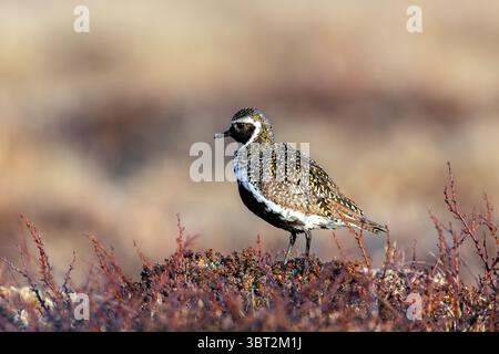 plover d'oro europeo / plover d'oro eurasiatico (Pluvialis apricaria) maschio in nidificazione di piumaggio sulla tundra in primavera, Jämtland, Svezia, Scandinavia Foto Stock
