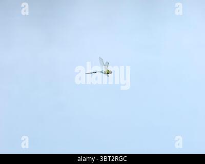 L'imperatore dragonfly in volo Foto Stock