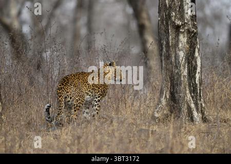 Leopardo indiano nella secca foresta decidua della panna Tiger Reserve, India Foto Stock