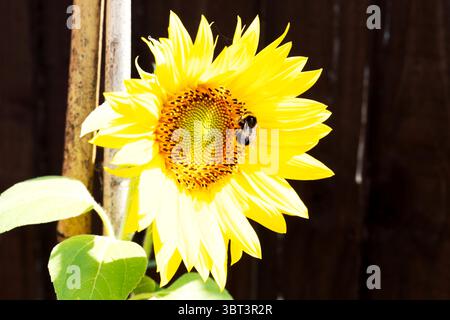 Un Bumblebee (Bombus) che impollina un girasole (Helianthus annuus). Foto Stock