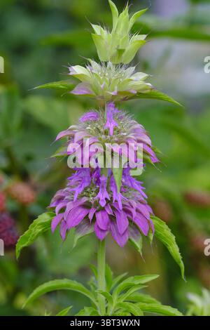 Beebalm maculato (Monarda punctata) che mostra i suoi bratti a strati e le fioriture adatte agli impollinatori a fine estate Foto Stock