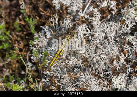 Großer Blaupfeil, Grosser Blaupfeil, Weibchen, Schwarzspitzen-Blaupfeil, Blaupfeil, Orthetrum cancellatum, skimmer dalla coda nera, femmina, Orthétrum rét Foto Stock