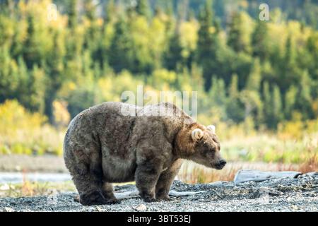 16 settembre 2019, King Salmon, AK, Stati Uniti d'America: Un orso bruno adulto estremamente grande noto come 435 Holly, cammina lungo la spiaggia vicino a Brooks Camp a nel Katmai National Park e conserva il 16 settembre 2019 vicino a King Salmon, Alaska. Il parco comprende la più grande corsa del mondo di salmoni, con quasi 62 milioni di salmoni che migrano attraverso i ruscelli che alimentano alcuni dei più grandi orsi del mondo. (Immagine di credito: © Richard Ellis/ZUMA Wire) Foto Stock