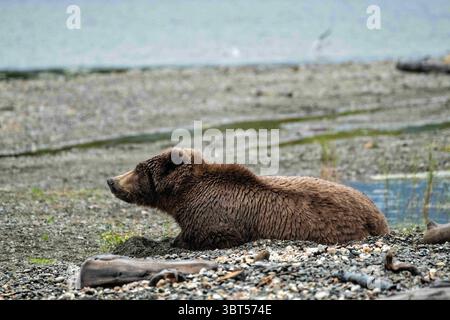 15 settembre 2019, King Salmon, AK, Stati Uniti d'America: Una femmina di orso bruno adulto dorme sulla spiaggia lungo il lago Naknek presso Brooks Camp nel Katmai National Park and Preserve 15 settembre 2019 vicino a King Salmon, Alaska. Il parco comprende la più grande corsa del mondo di salmoni, con quasi 62 milioni di salmoni che migrano attraverso i ruscelli che alimentano alcuni dei più grandi orsi del mondo. (Immagine di credito: © Richard Ellis/ZUMA Wire) Foto Stock
