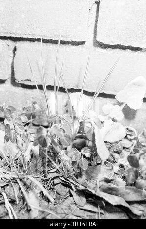 Fioritura crocus Haarlem piante primaverili foto primaverili Haarlem Paesi Bassi, Whizgle News, Dutch Desk, Paesi Bassi, 1950 - 2000 il 19-01-1983. Questi sono gli argomenti nell'immagine. La scena rivela una vista ravvicinata di un lembo di terreno, prevalentemente caratterizzato da vari tipi di piccole piante e fogliame. Germogliando dalla terra, le sottili lame d'erba si ergono in posizione verticale, intervallate da foglie più ampie che mostrano una vivace tonalità verde. Tra questi, si possono avvistare delicati fiori bianchi, i cui petali si aprono delicatamente verso la luce. Attorno alle piante sono visibili macchie di terreno, Foto Stock