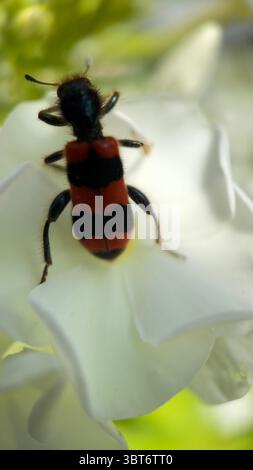 Macro fotografia di coleotteri da mangiare Foto Stock