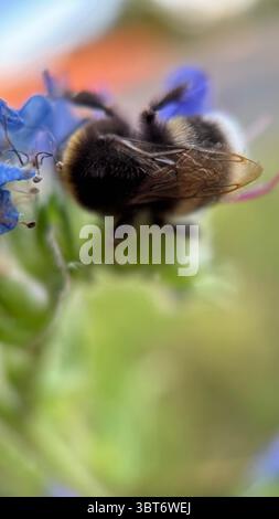Un bumblebee nero e arancione che si nutre di una macro fotografia floreale. Un primo piano di un bumblebee. Foto Stock
