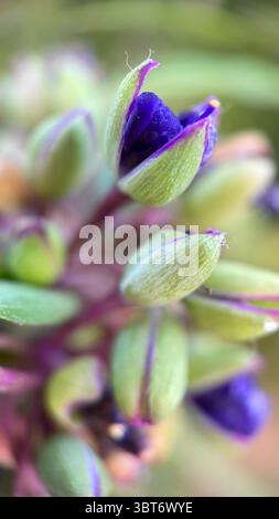Tradenscatia (Virginia spiderwort) foto macro di fiori viola. Un primo piano di un piccolo fiore blu-viola. Foto Stock