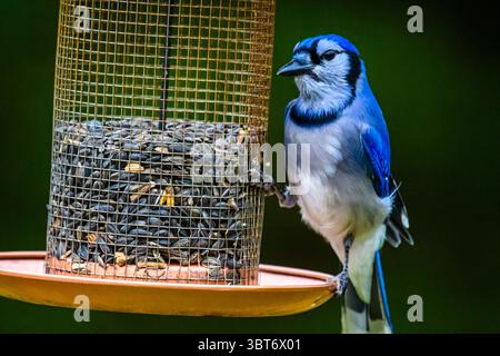 Blue jay (Cyanocitta cristata) Visiting Sunflower seed feeder, Greater Sudbury, Ontario, Canada Foto Stock