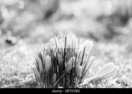 Crocuses Driehuis Driehuis, Whizgle News, Dutch Desk, Paesi Bassi, 1950 - 2000 il 22-02-1993. Questi sono gli argomenti nell'immagine. In questa scena, un gruppo di delicati fiori di cocco emerge da uno sfondo morbido e sfocato, creando un senso di attenzione sulla loro forma elegante. I fiori sono principalmente bianchi, con sfumature di grigio chiaro che ne esaltano la qualità eterea. I bordi dei petali appaiono leggermente traslucidi, catturando la luce soffusa in modo delicato. Intorno ai fiori, si innalzano sottili lame verdi di erba, aggiungendo un elemento naturale che contrasta con la morbidezza dei petali. Il Foto Stock